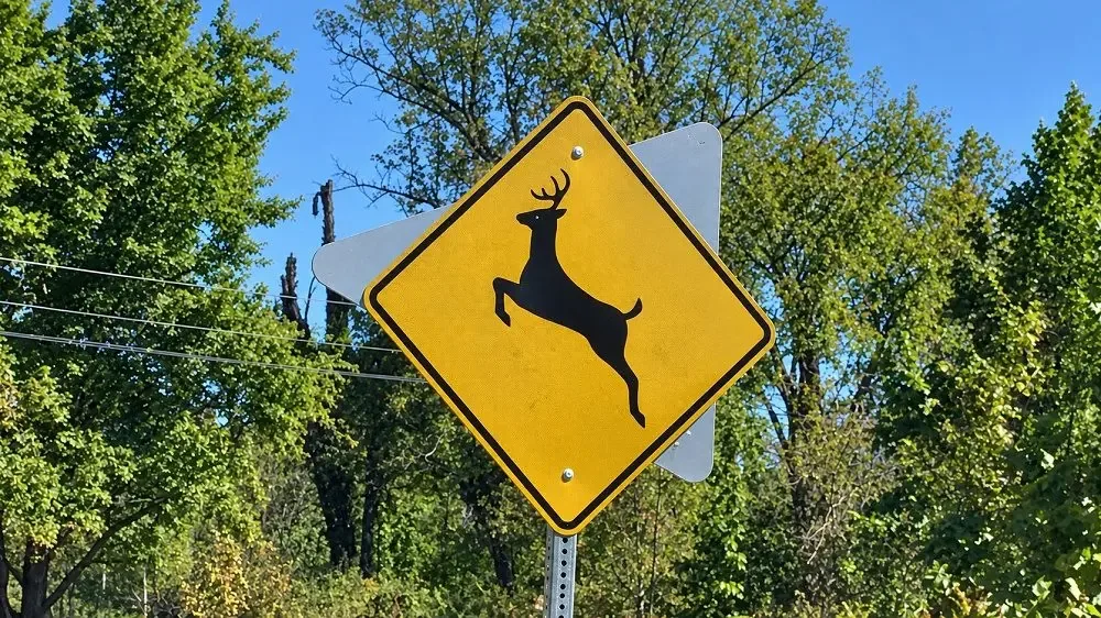 A car on a Kentucky road with deer crossing warning signs nearby